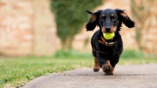 Dog running with ball in their mouth