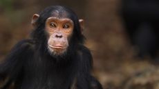 a close-up of a chimpanzee's face