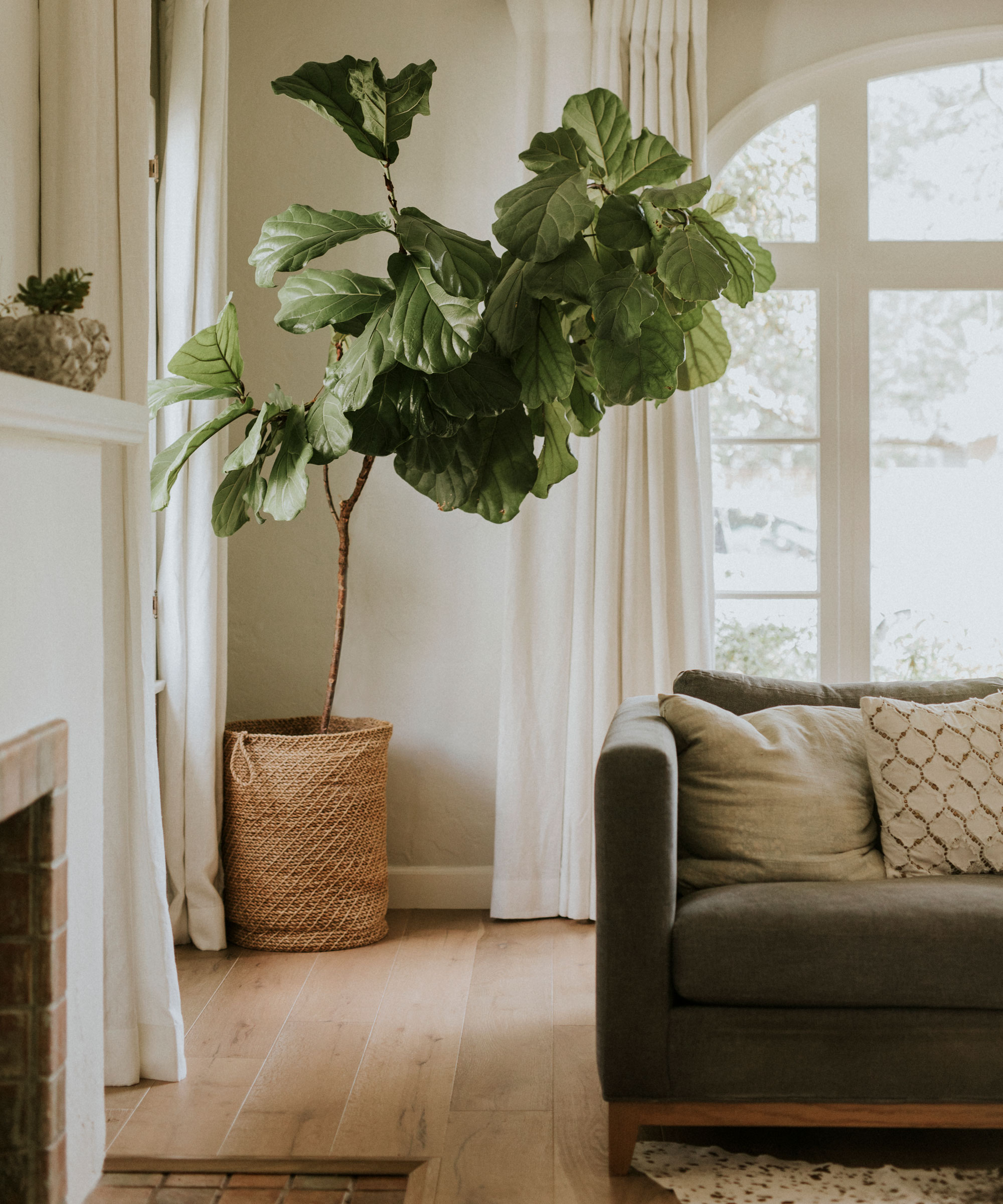 tall fiddle leaf fig plant in basket container in the corner of a living room with a sofa, fireplace and window with curtains