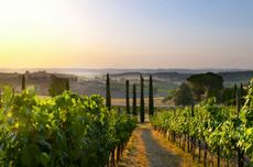 Marchesi Frescobaldi owns Tenuta Calimaia, Tuscany