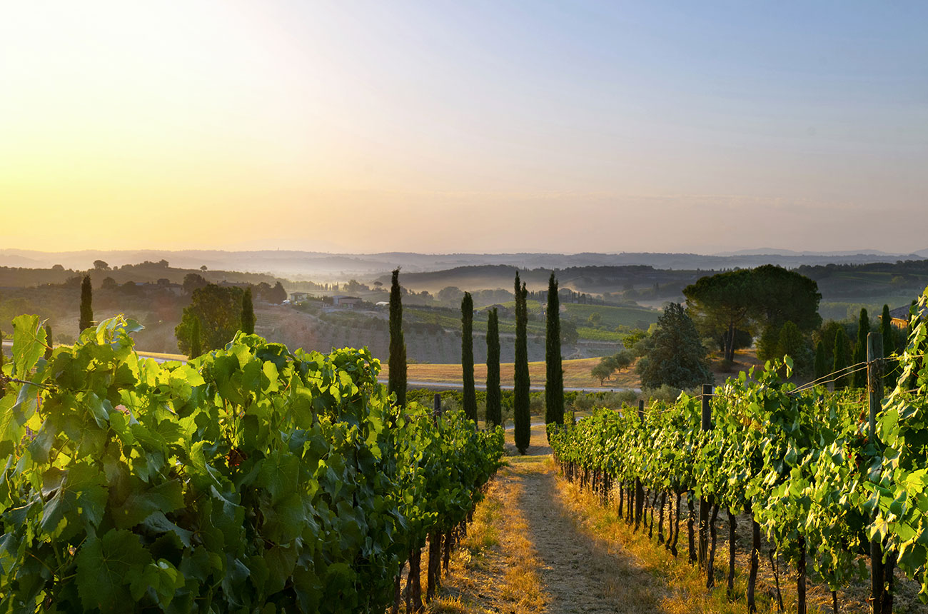 Marchesi Frescobaldi owns Tenuta Calimaia, Tuscany