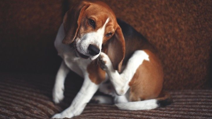 A beagle scratching himself on a brown couch