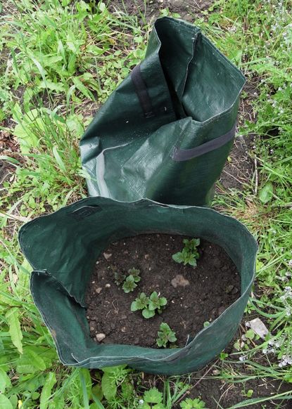Green Grow Bags Full Of Soil