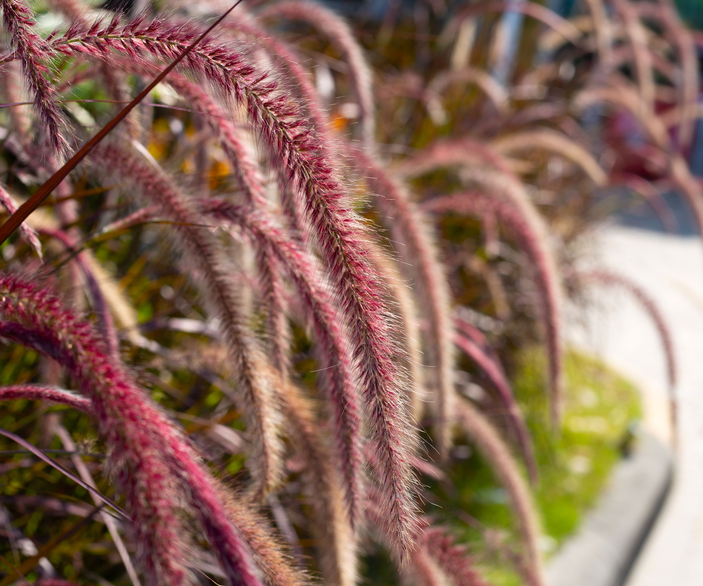 fountain grass in garden near path edging