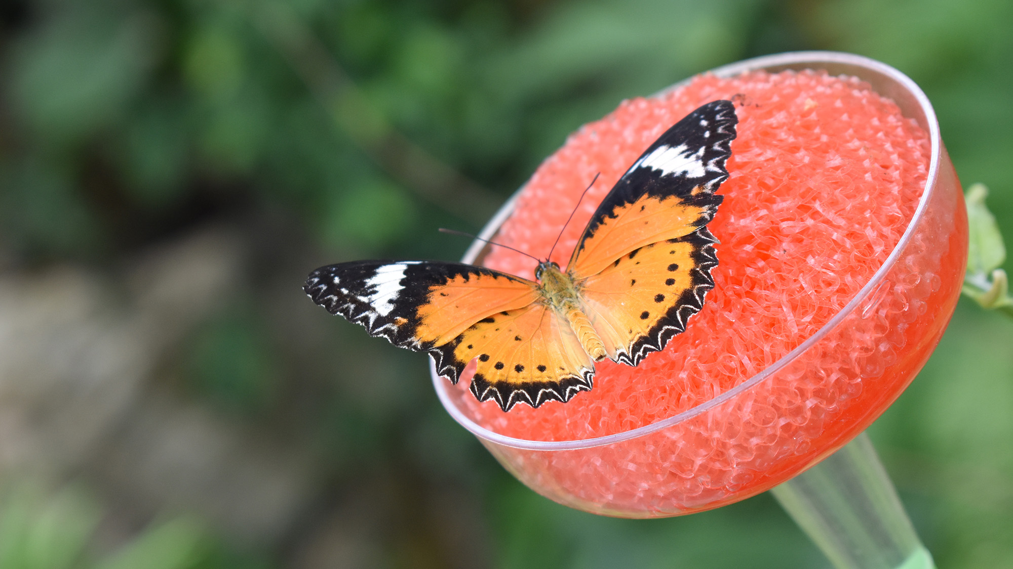 Butterfly feeder