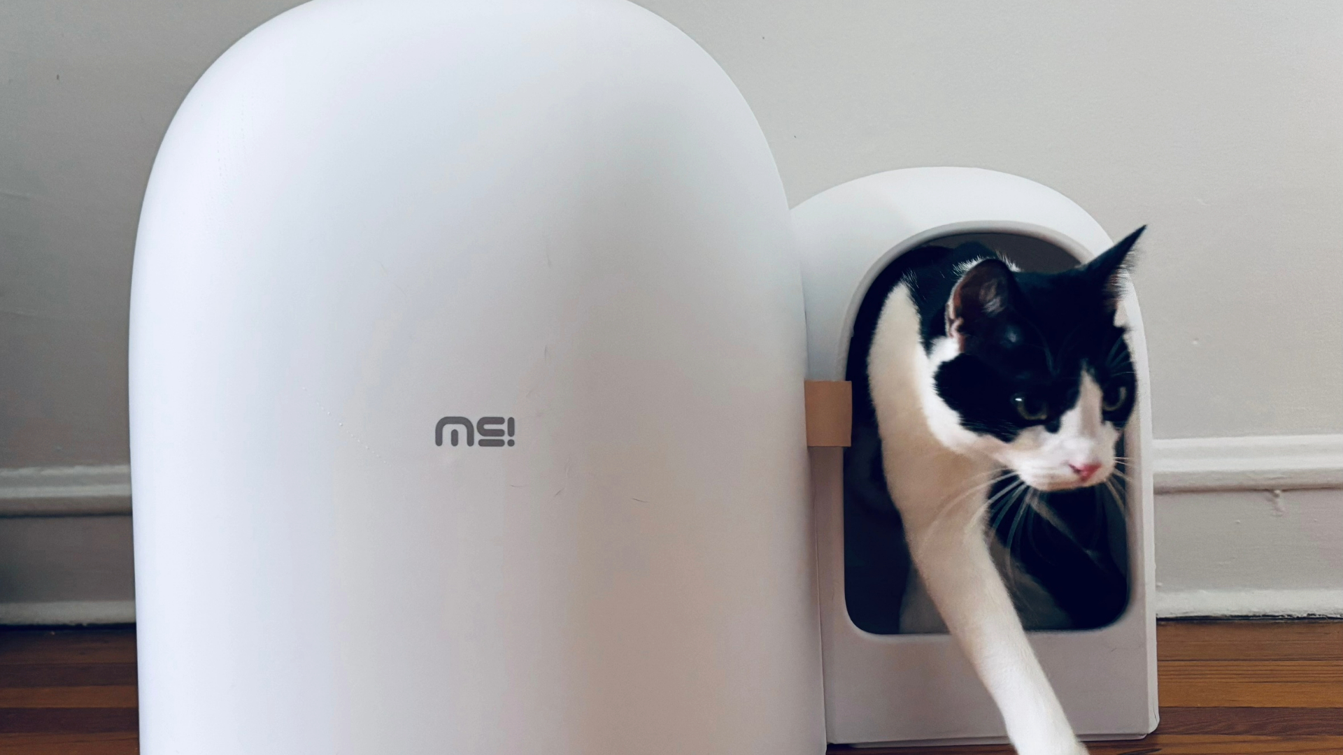 Diana's cat inside the Makesure Litter box