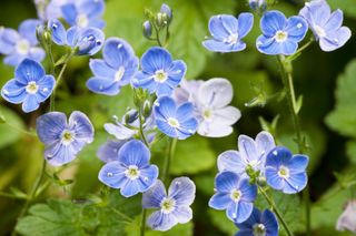 best budget plants: forget me not
