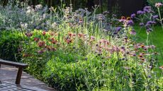 A flower border full of bright coneflower, verbena, and more blooms in the summer