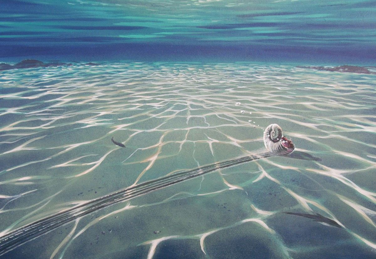 An artists&#039; impression of a Jurassic-era ammonite that left a drag mark as lake currents pushed it around after its death. 