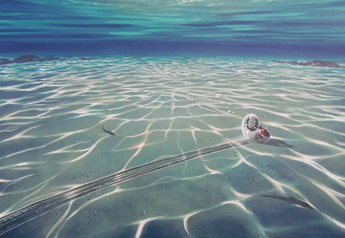 An artists' impression of a Jurassic-era ammonite that left a drag mark as lake currents pushed it around after its death.