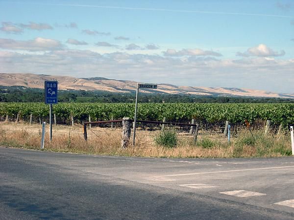 The hill range that houses Old Willunga Hill provides the perfect backdrop for the vineyards.