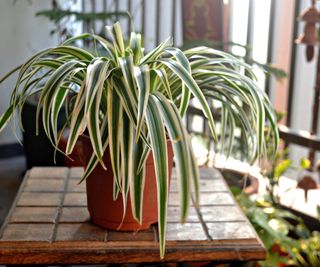 Spider plant on table