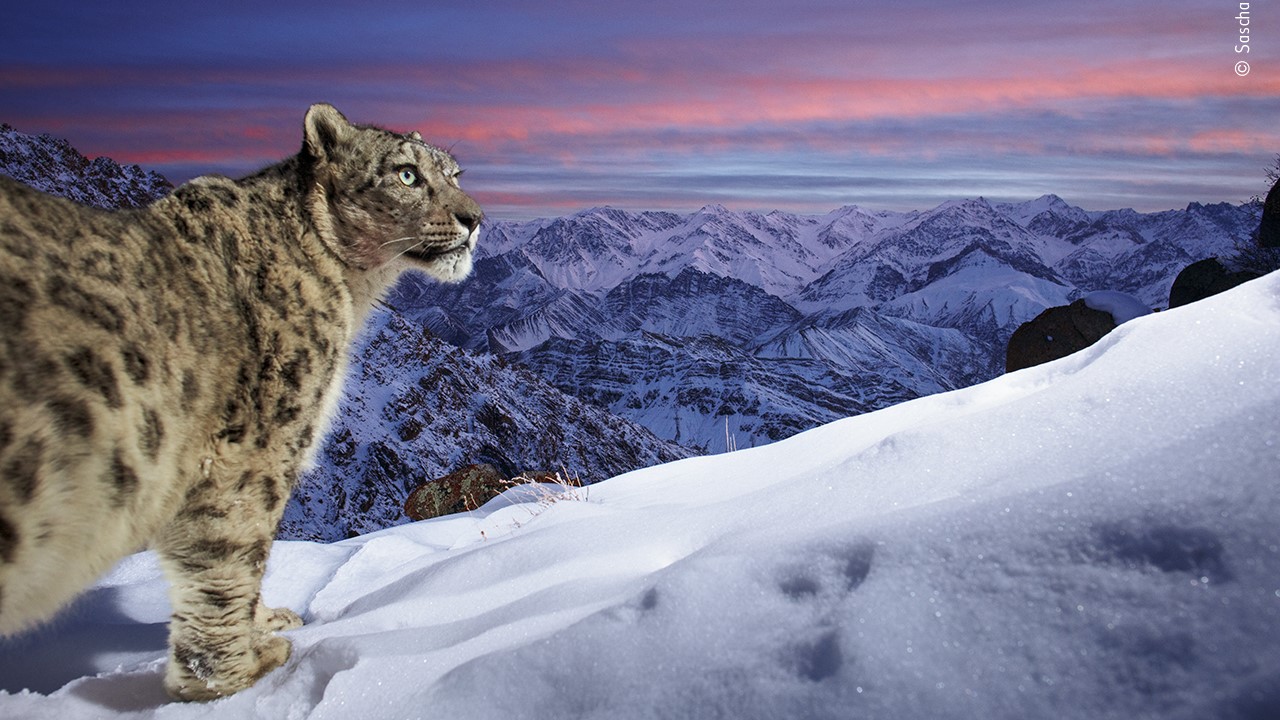 A snow leopard surveys its mountainous domain.