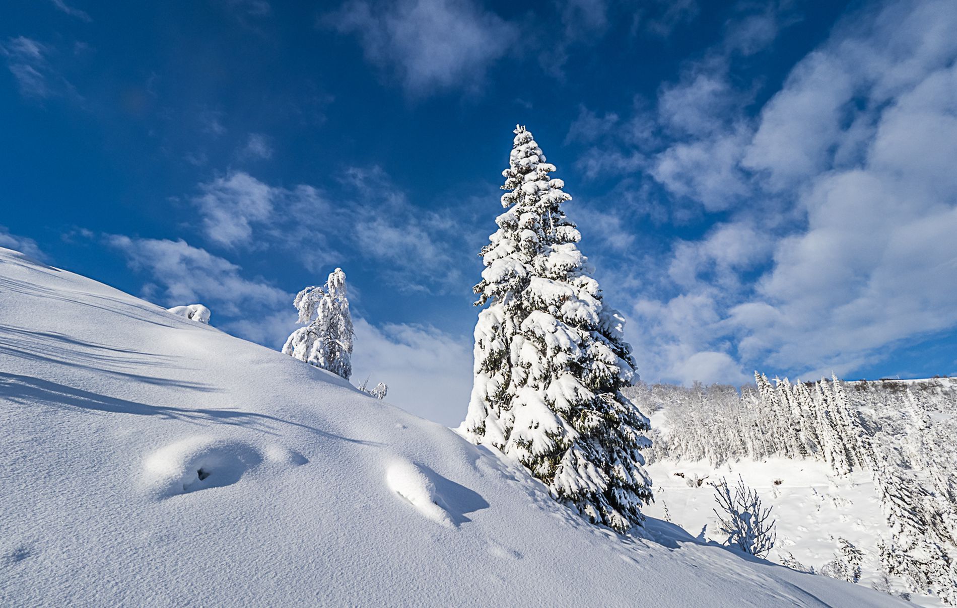 GuruShots - February 2026