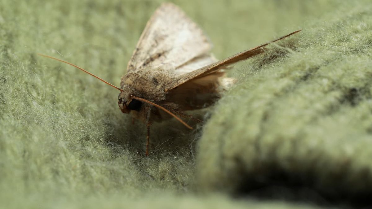 Un propriétaire milliardaire poursuit en justice pour avoir affirmé que l'isolation en laine de mouton avait provoqué une infestation de mites dans une maison de 32,5 millions de livres sterling