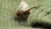 A moth on some wool