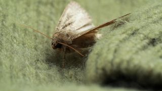 A moth on some wool