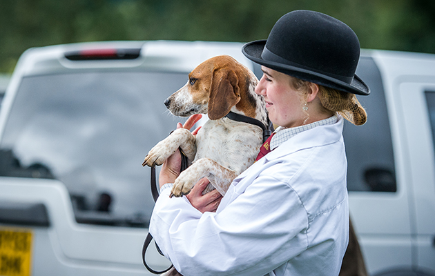 Palmer Marlborough Dancer receives a celebratory cuddle after landing the best entered doghound class in the beagles ring