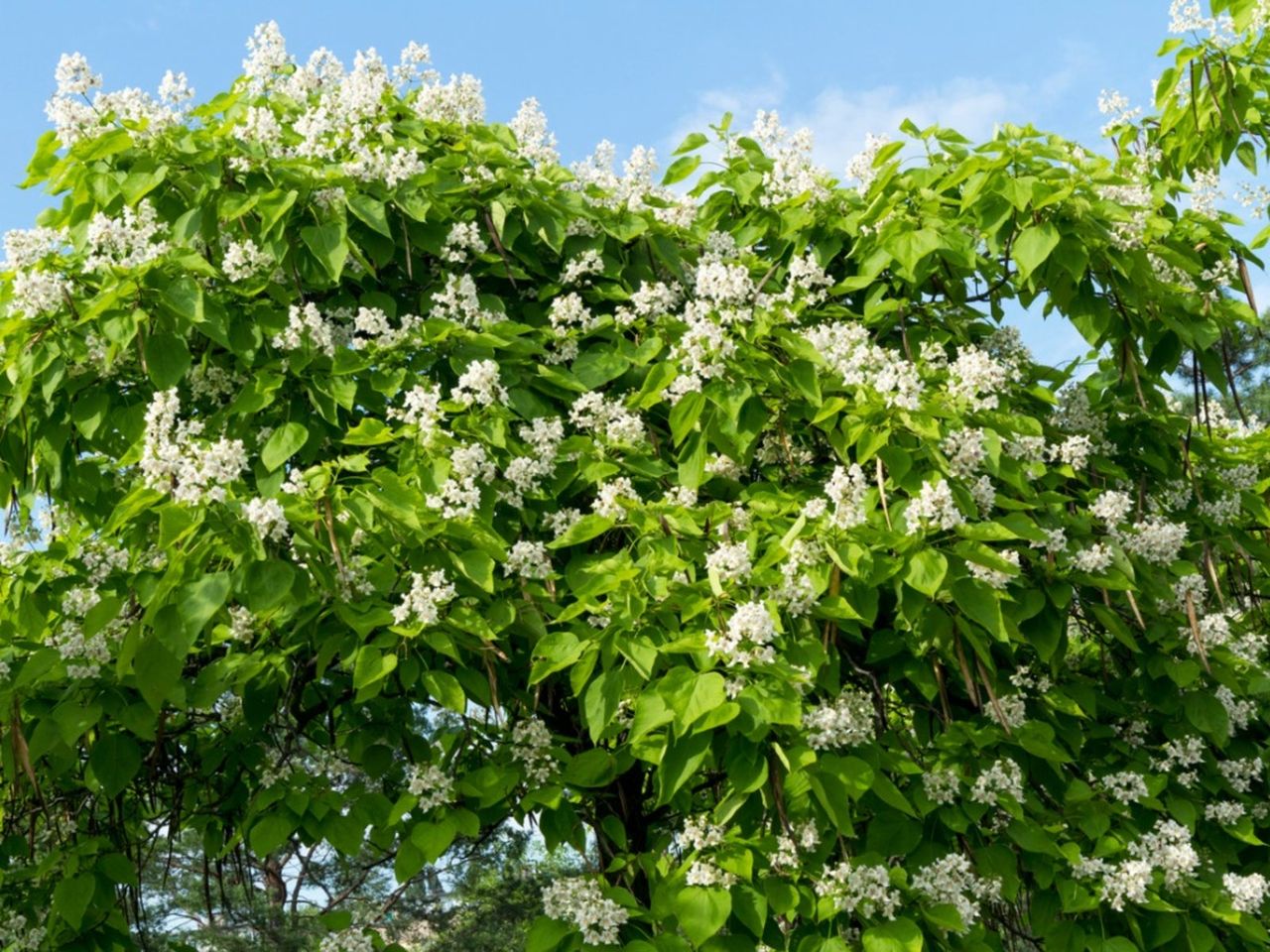 White Flowered Green Leaved Catalpa Tree