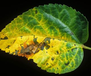 hibiscus leaf spot on hibiscus foliage