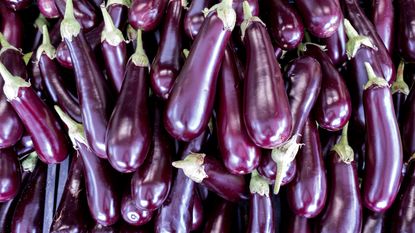 eggplant growing mistakes: eggplant harvests grown by avoiding key mistakes 