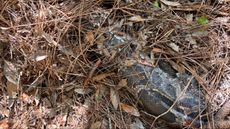 The dead python underneath twigs, leaves and other debris.