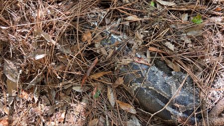 The dead python underneath twigs, leaves and other debris.