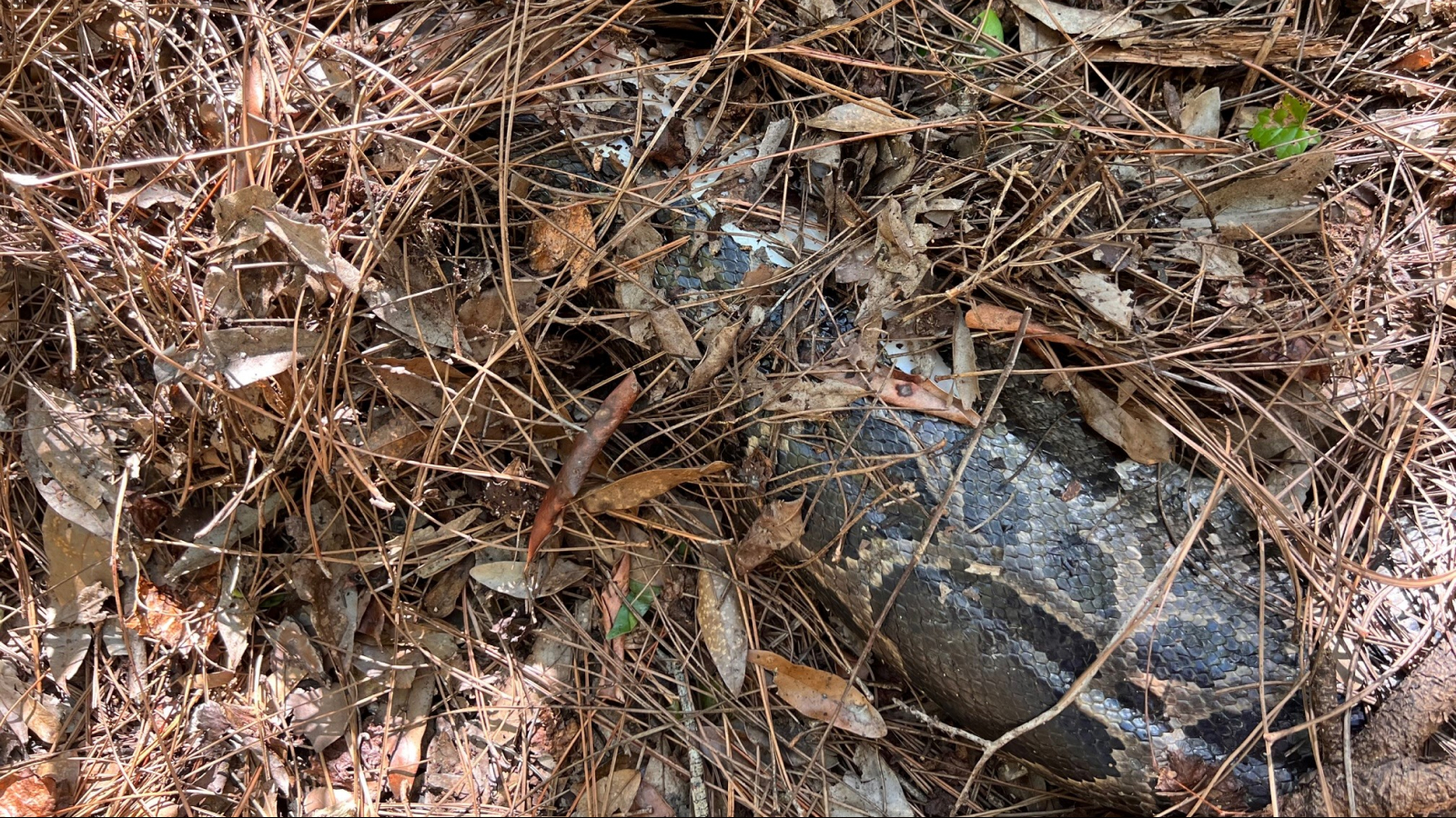 The dead python underneath twigs, leaves and other debris.