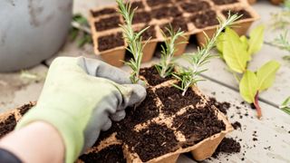 gardener putting rosemary cuttings into seedling pots