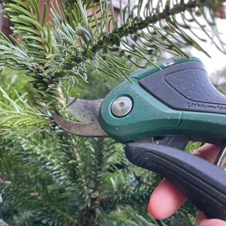 Christmas tree cuttings taken with secateurs