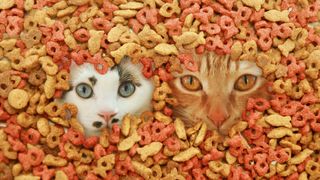 Two cats peering out through kibble