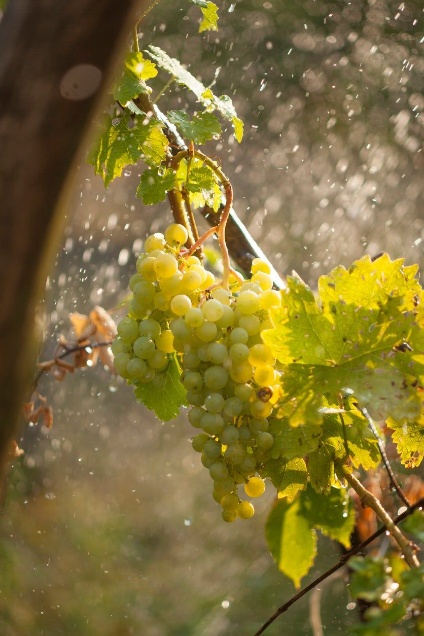 Grape Vines Being Watered