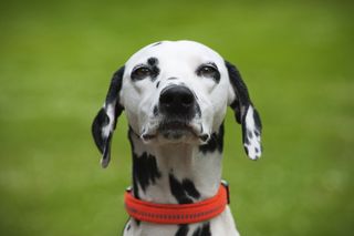 The Dalmatian is a utility breed.