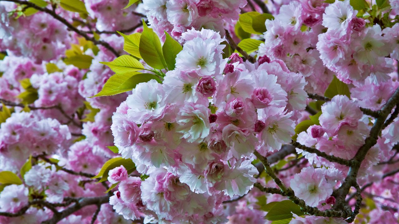 Pink blossom on a &#039;Kwanzan&#039; cherry tree