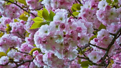 Pink blossom on a 'Kwanzan' cherry tree