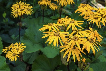 divding ligularia