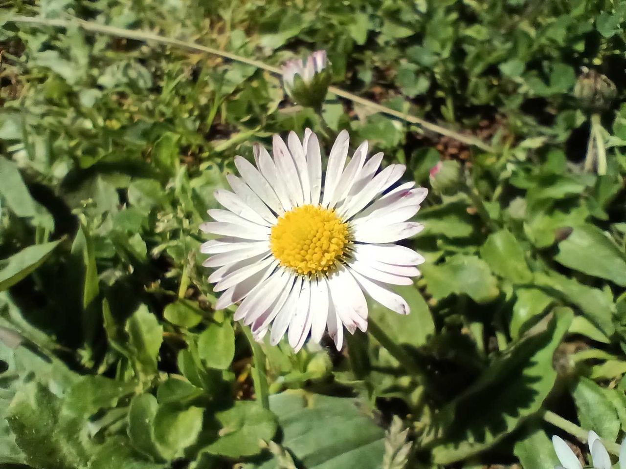 Moto G 5G (2022) camera sample