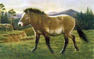 preserved foal