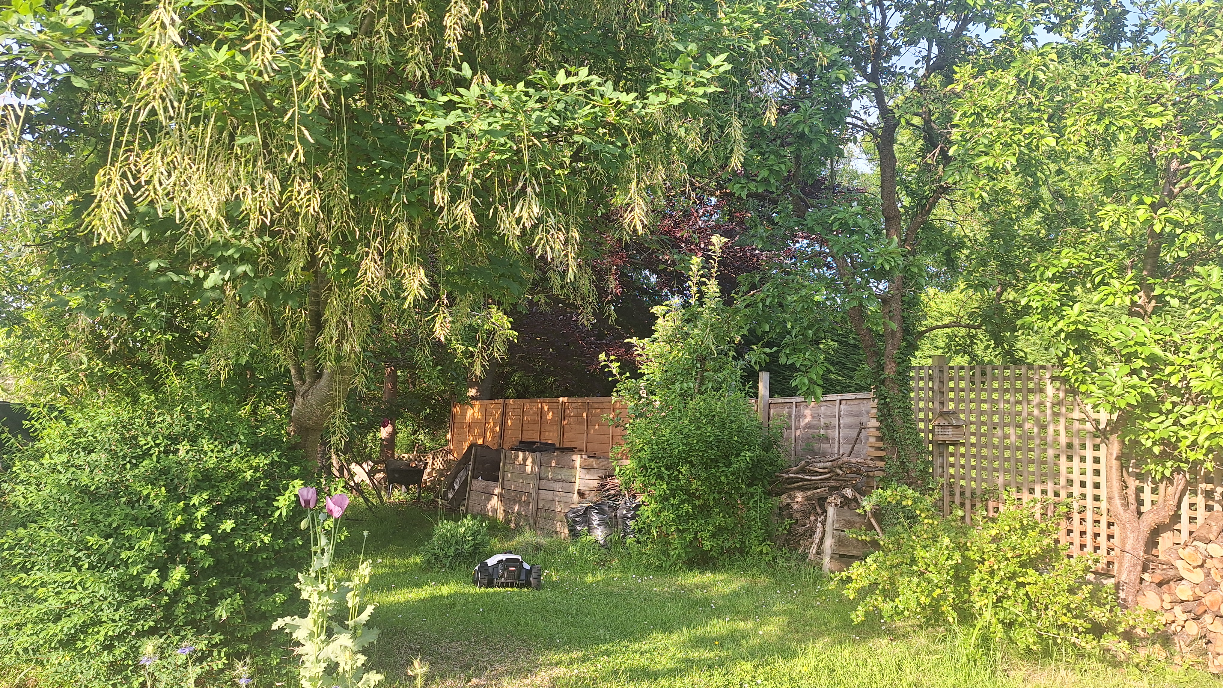 Mammotion Yuka Mini 600 in reviewer's yard