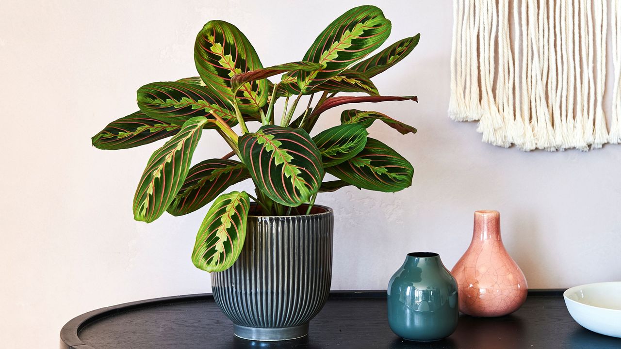 prayer plants in ribbed pot on console table with vases