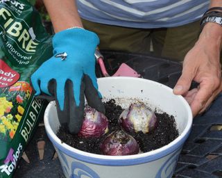 Planting prepared hyacinth bulbs for forcing