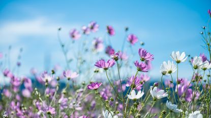 Field of white and pink cosmos set against blue sky