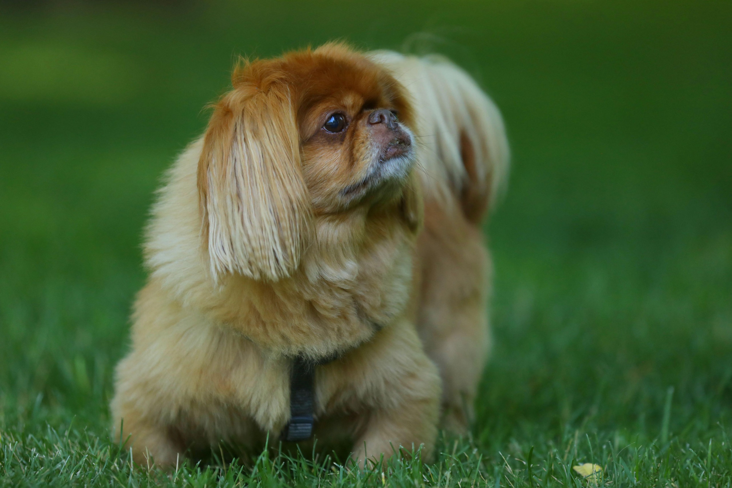 Pekingese standing on a lawn