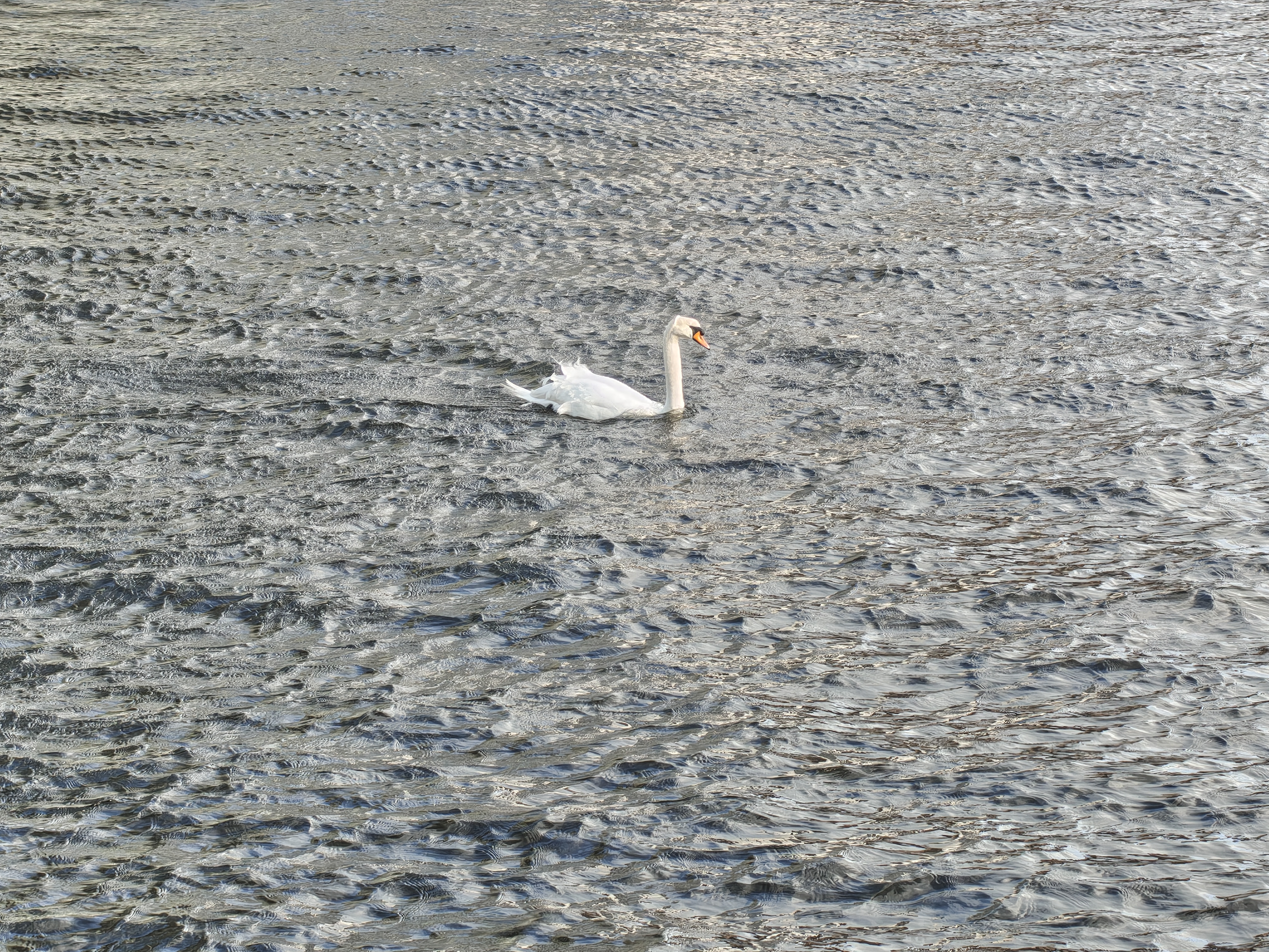 Nothing Phone (4a) Pro voorbeeldfoto