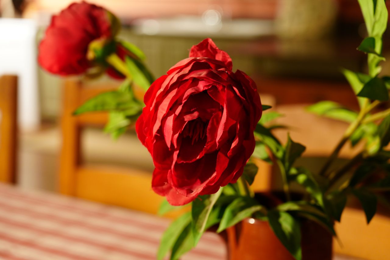 A photograph of an artificial rose, shot in the A7CR's Vivid profile.