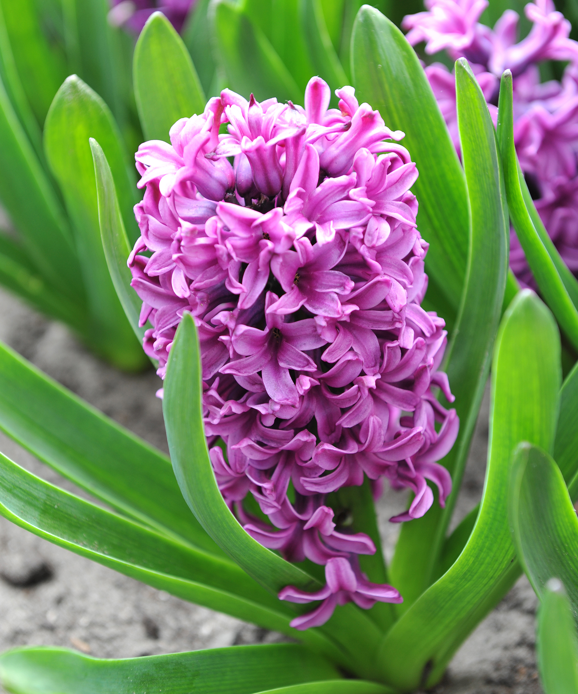 Miss Siagon hyacinth flower
