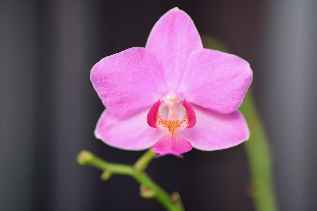 sample shots from Canon RF 85mm f/2 Macro I S STM