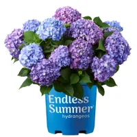Endless Summer BloomStruck Reblooming Hydrangea Live Shrub