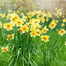 Daffodils growing in the garden