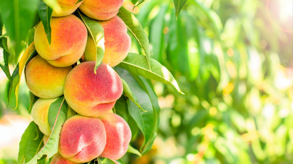 What Your Peach Tree Needs in June to Ensure a Huge Harvest This Year – 6 Easy Tasks to Do Before the Month Ends